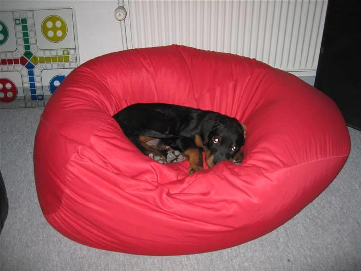 Rottweiler Spike - kæmpe sækkestol og lille hund billede 10