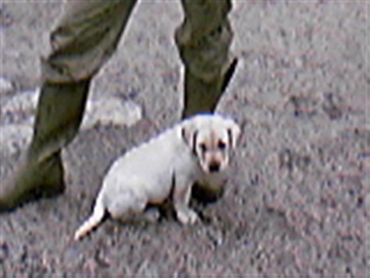 Labrador retriever Max billede 7