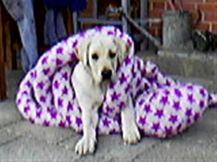 Labrador retriever Max - hjælp slangen har fanget mig !!! billede 9