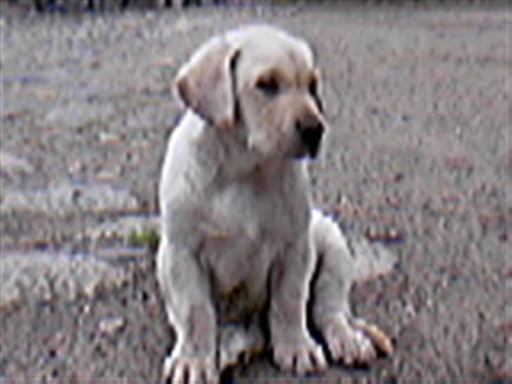 Labrador retriever Max billede 10
