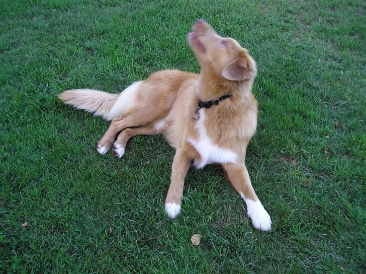 Nova scotia duck tolling retriever Baloo <3 - Baloo  billede 6