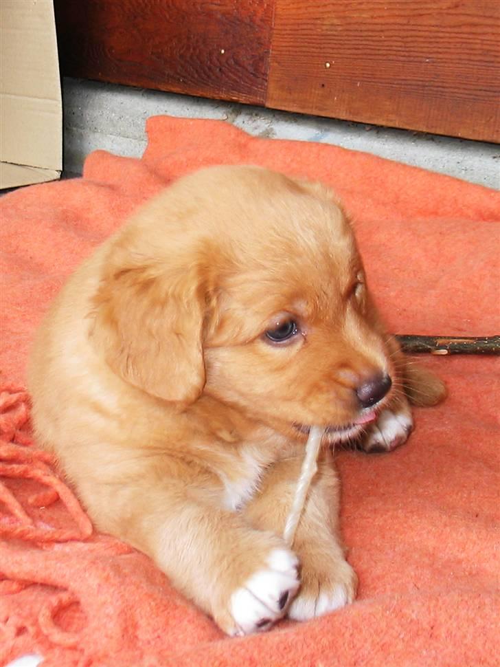 Nova scotia duck tolling retriever Baloo <3 billede 7