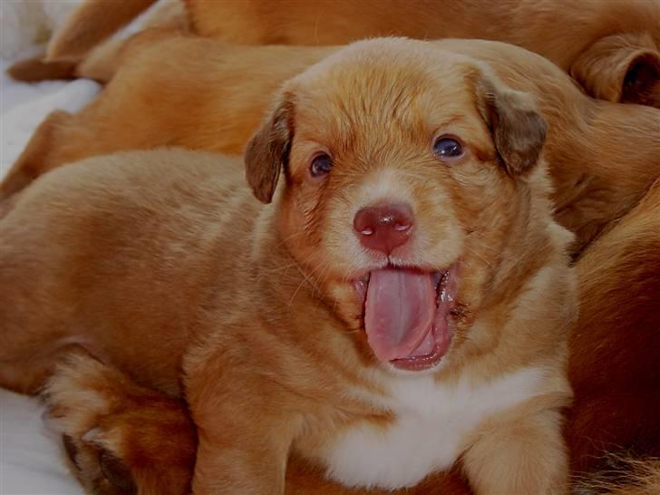 Nova scotia duck tolling retriever Baloo <3 billede 8