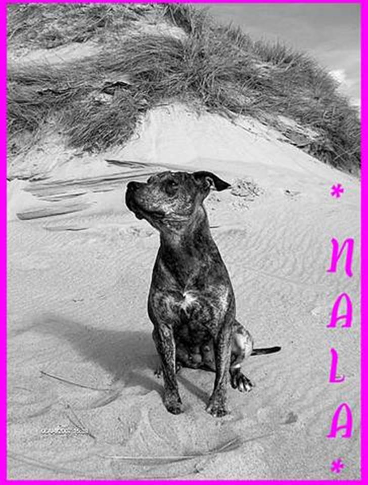 Amerikansk staffordshire terrier ¤ Nala ¤ (7Soveren) billede 20