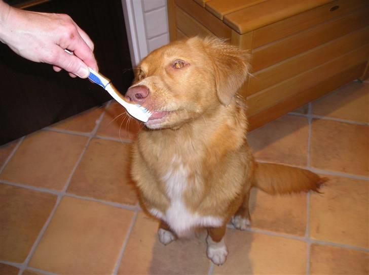 Nova scotia duck tolling retriever Baloo <3 billede 11