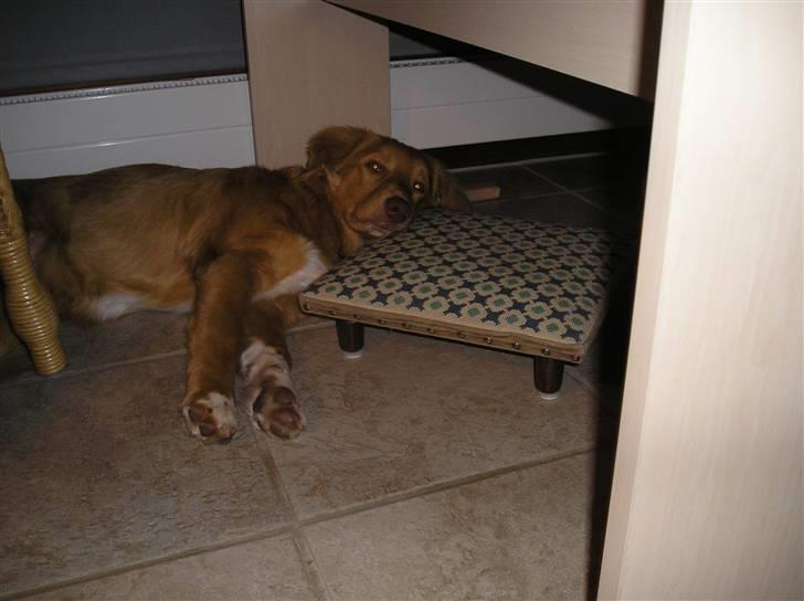 Nova scotia duck tolling retriever Baloo <3 billede 15