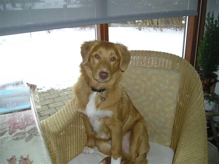 Nova scotia duck tolling retriever Baloo <3 billede 16
