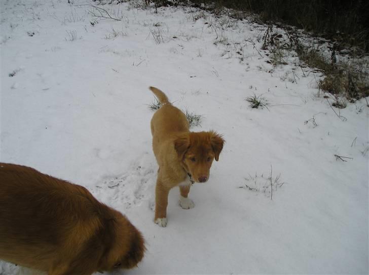 Nova scotia duck tolling retriever Baloo <3 billede 17