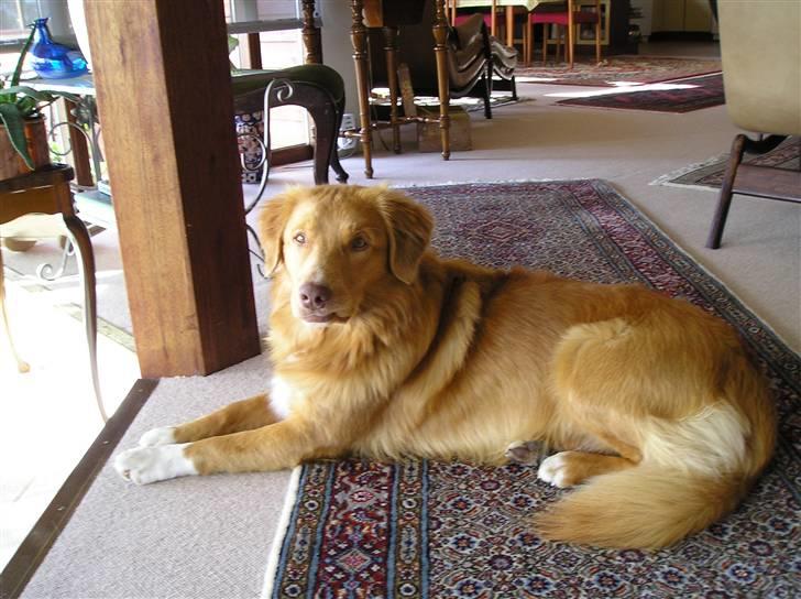 Nova scotia duck tolling retriever Baloo <3 billede 19