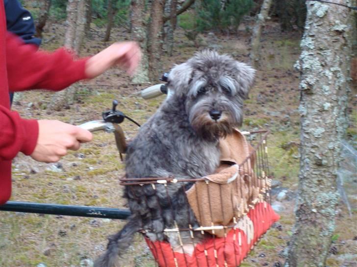Dvaergschnauzer Olfert billede 13