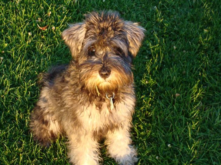 Dvaergschnauzer Olfert billede 14