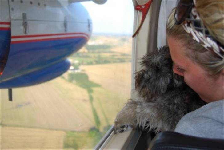 Dvaergschnauzer Olfert - ja flyve har jeg også været! billede 15