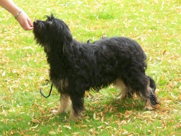 Cao da serra de aires Thea billede 5