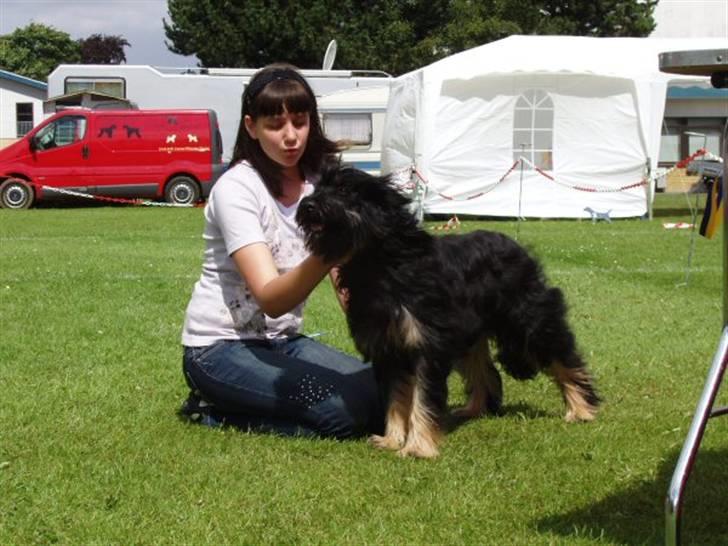 Cao da serra de aires Thea billede 6