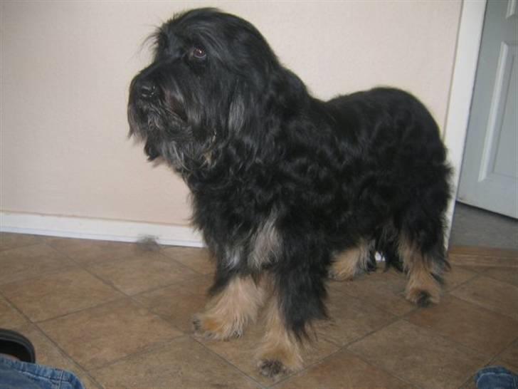 Cao da serra de aires Thea billede 7