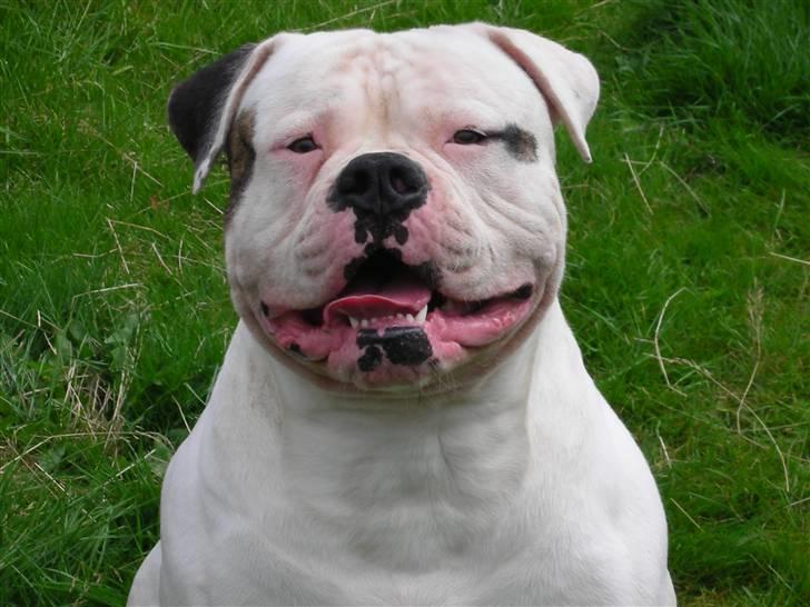 Amerikansk bulldog Østergaard's Frank Zappa - endelig sommer.. billede 18