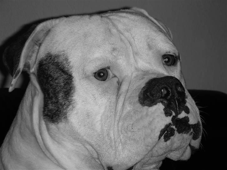 Amerikansk bulldog Østergaard's Frank Zappa - Godt man får en rød pølse for det her... billede 19