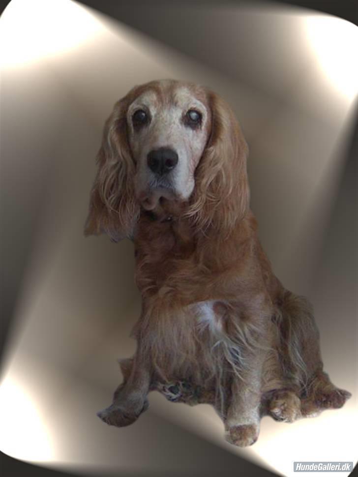 Cocker spaniel Fanny 98610  (Zenta)R.I.P - min smukke pige billede 1