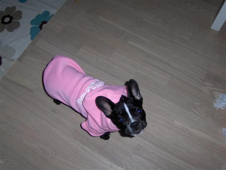 Blanding af racer mille billede 1