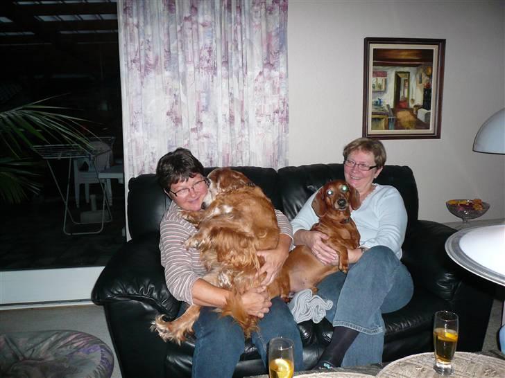 Cocker spaniel Fanny 98610  (Zenta)R.I.P - zenta og hendes bedste ven mickey putter ved deres mødre :)  billede 2