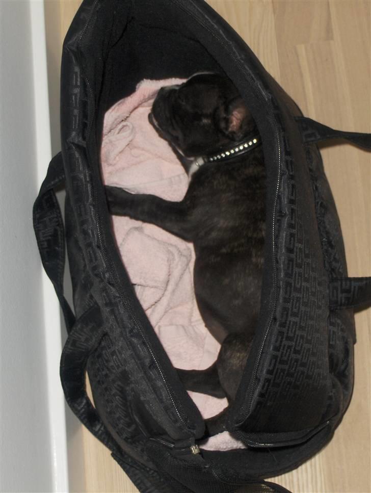 Blanding af racer mille billede 2