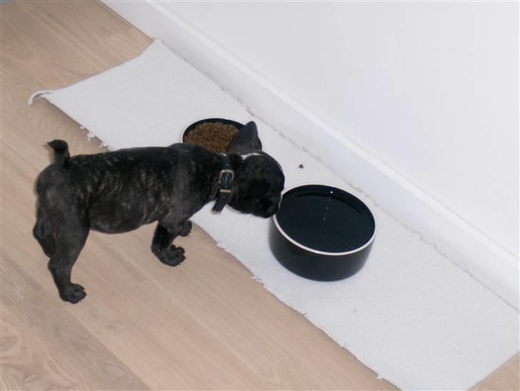 Blanding af racer mille billede 3