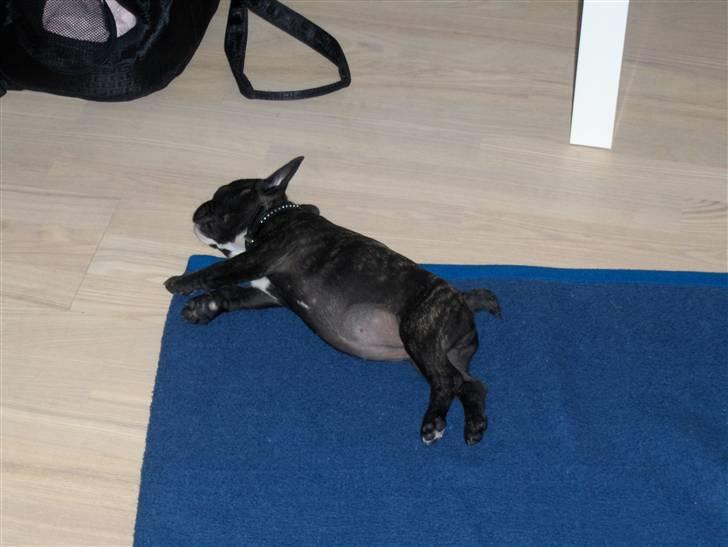 Blanding af racer mille billede 4