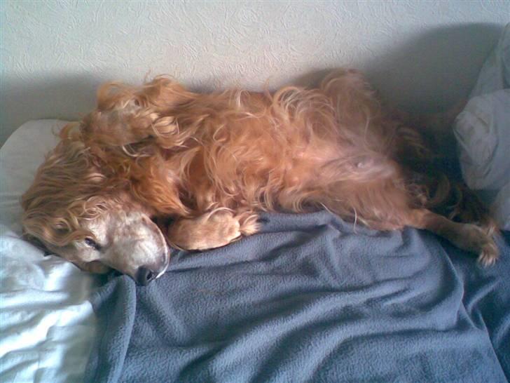 Cocker spaniel Fanny 98610  (Zenta)R.I.P billede 3