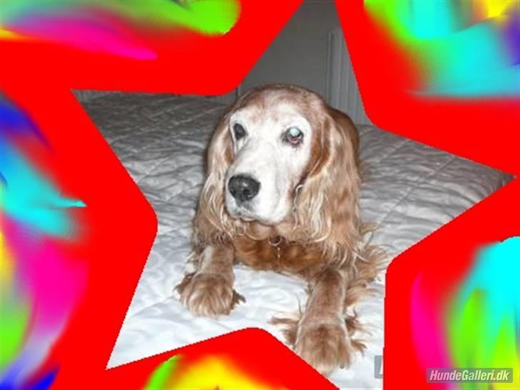 Cocker spaniel Fanny 98610  (Zenta)R.I.P billede 4