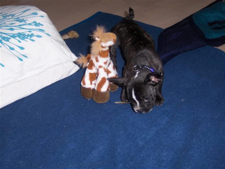 Blanding af racer mille billede 5