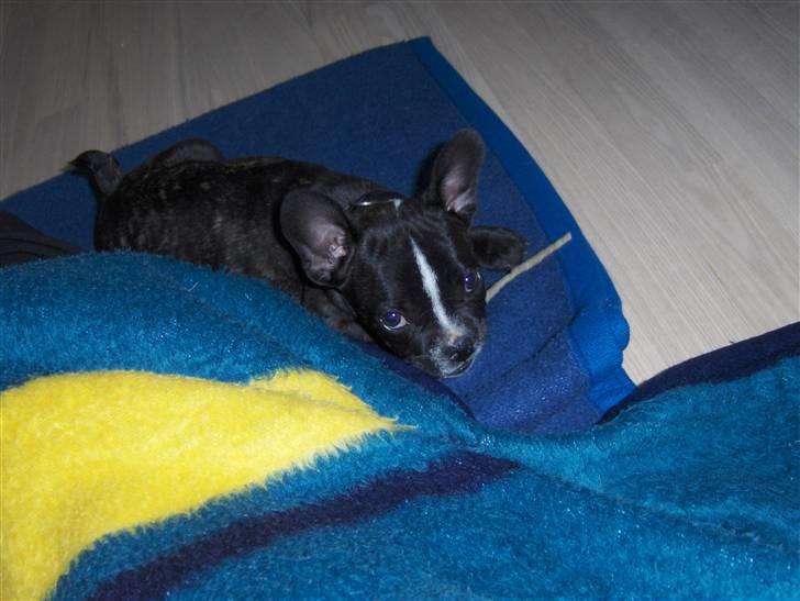 Blanding af racer mille billede 7