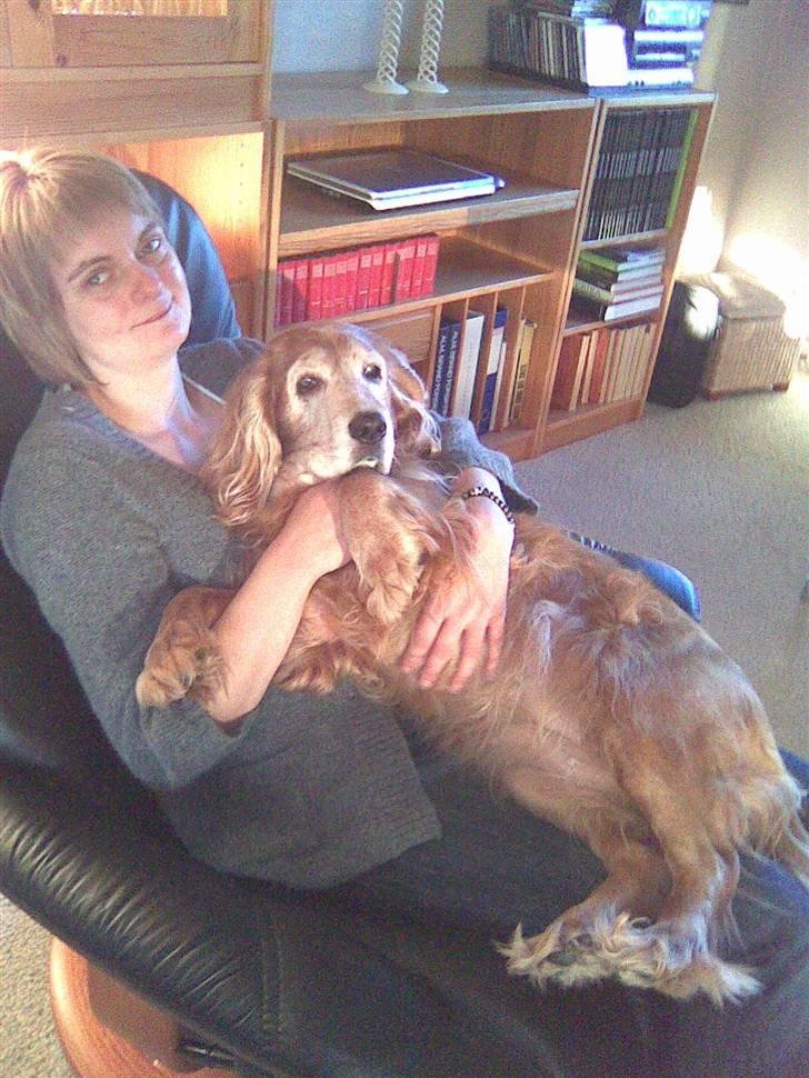 Cocker spaniel Fanny 98610  (Zenta)R.I.P billede 5