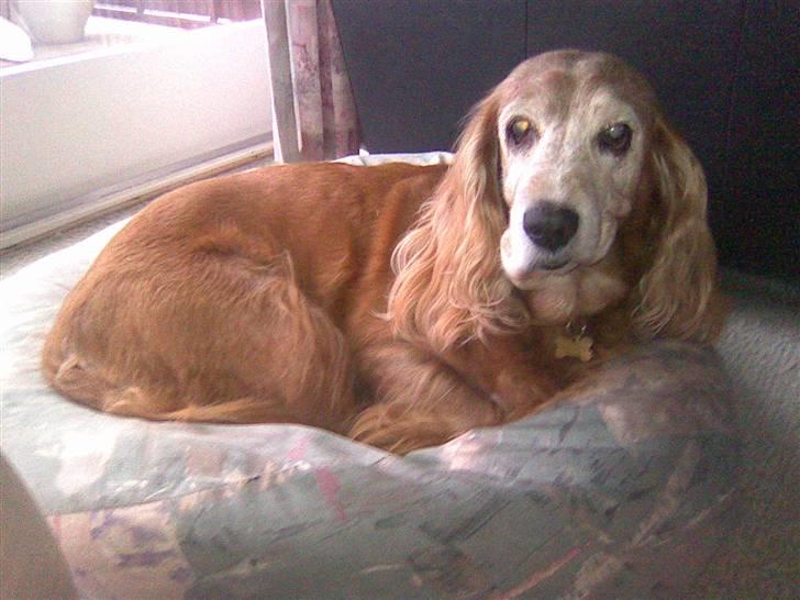 Cocker spaniel Fanny 98610  (Zenta)R.I.P - lad mig nu bare sove!  billede 6