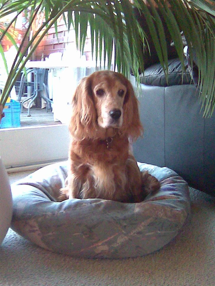 Cocker spaniel Fanny 98610  (Zenta)R.I.P billede 7