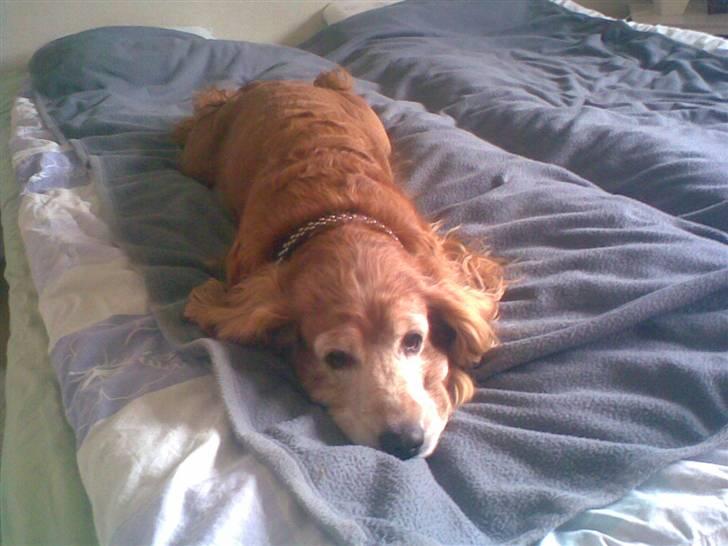 Cocker spaniel Fanny 98610  (Zenta)R.I.P billede 8