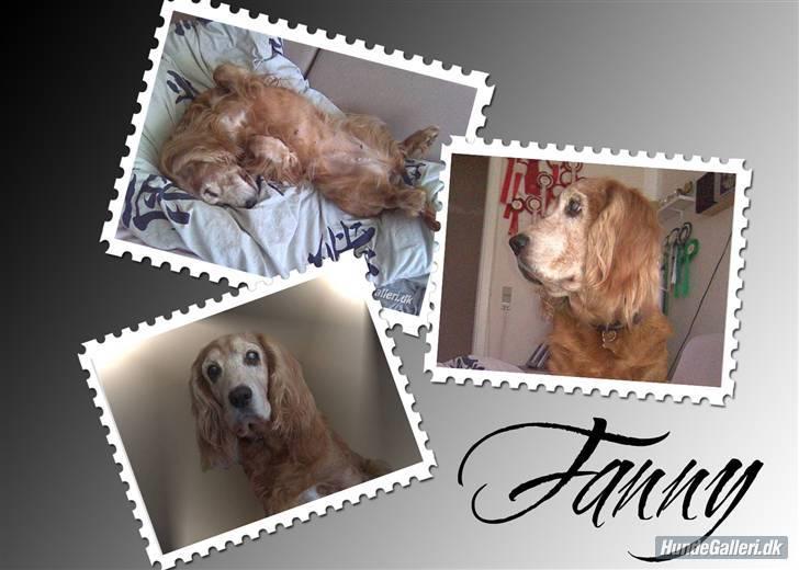 Cocker spaniel Fanny 98610  (Zenta)R.I.P - min skønne vovse billede 9