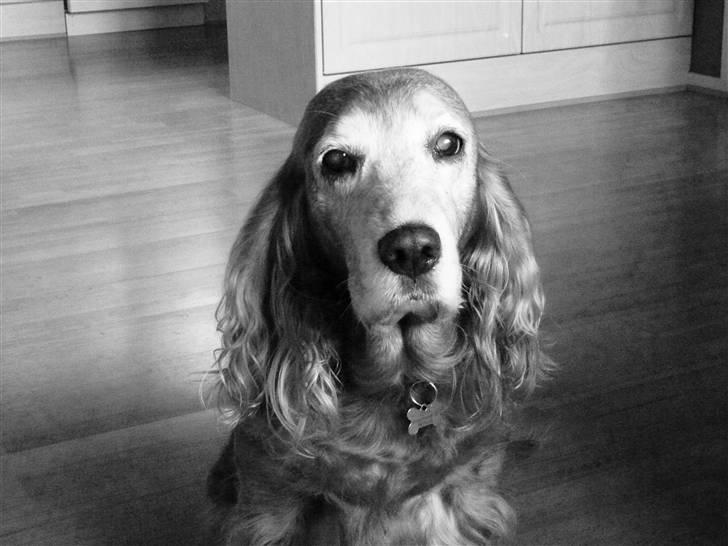 Cocker spaniel Fanny 98610  (Zenta)R.I.P billede 10