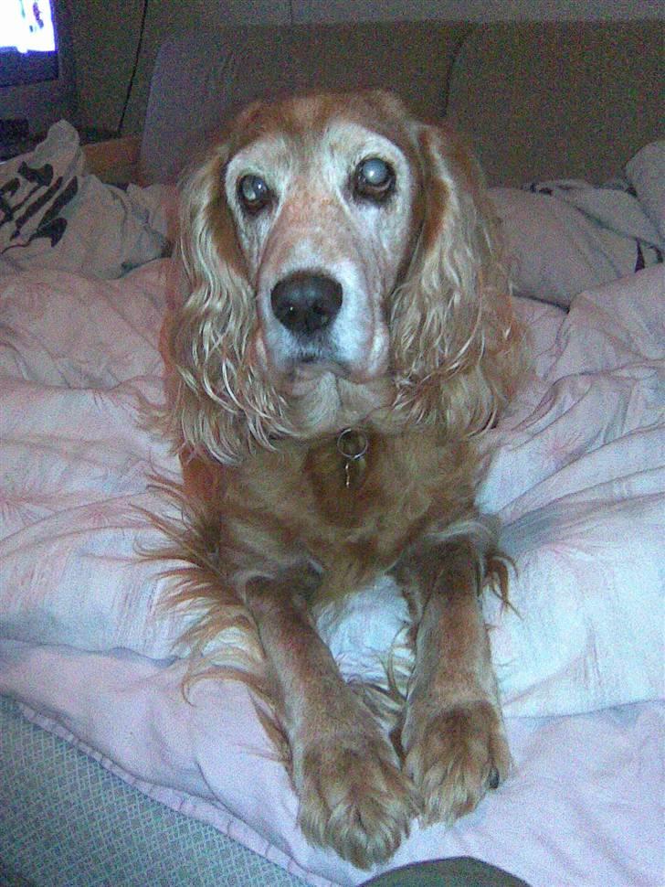 Cocker spaniel Fanny 98610  (Zenta)R.I.P billede 11