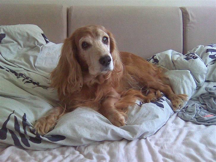 Cocker spaniel Fanny 98610  (Zenta)R.I.P billede 12