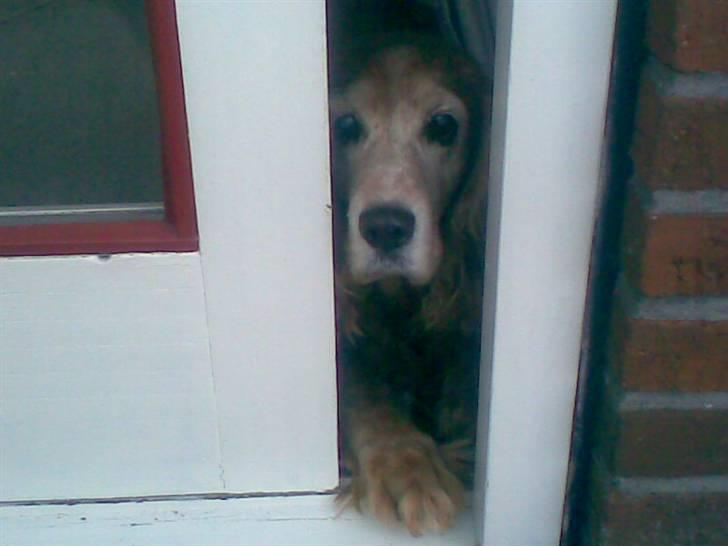 Cocker spaniel Fanny 98610  (Zenta)R.I.P billede 13