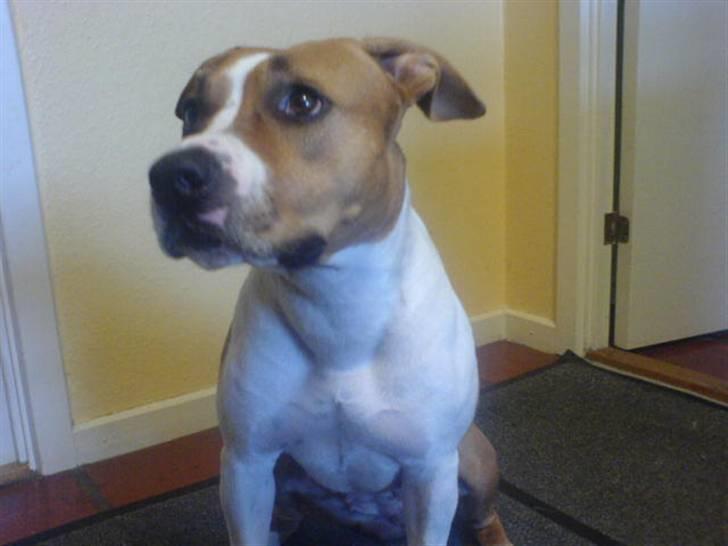 Amerikansk staffordshire terrier Tempo billede 7