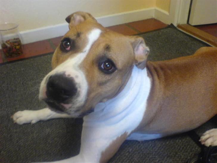 Amerikansk staffordshire terrier Tempo billede 8