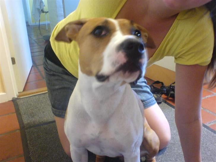 Amerikansk staffordshire terrier Tempo billede 9