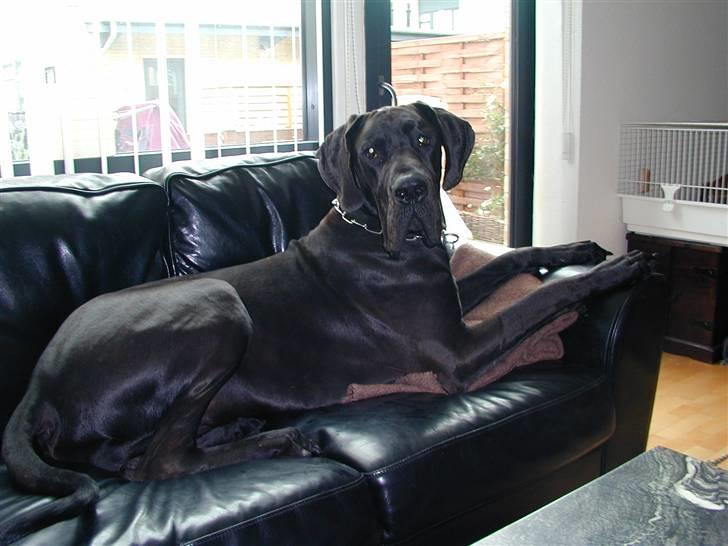 Grand danois Baloo billede 1