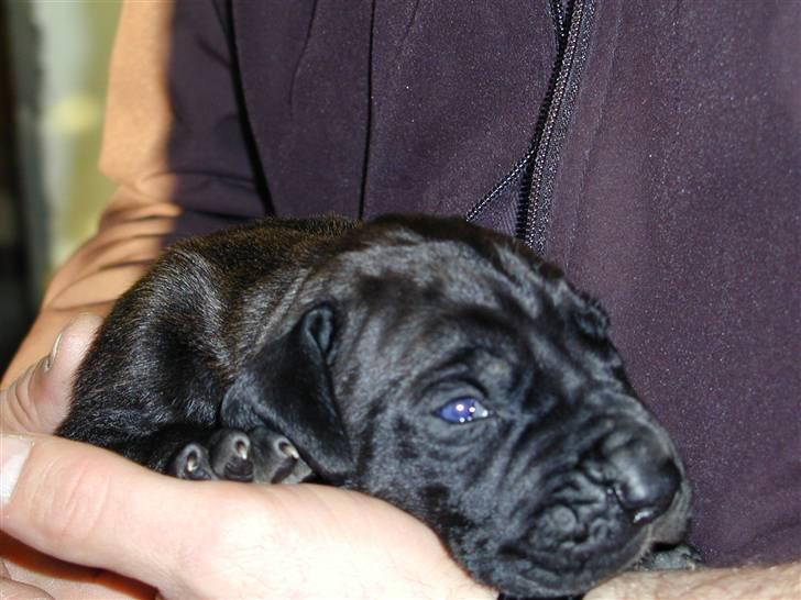 Grand danois Baloo billede 2