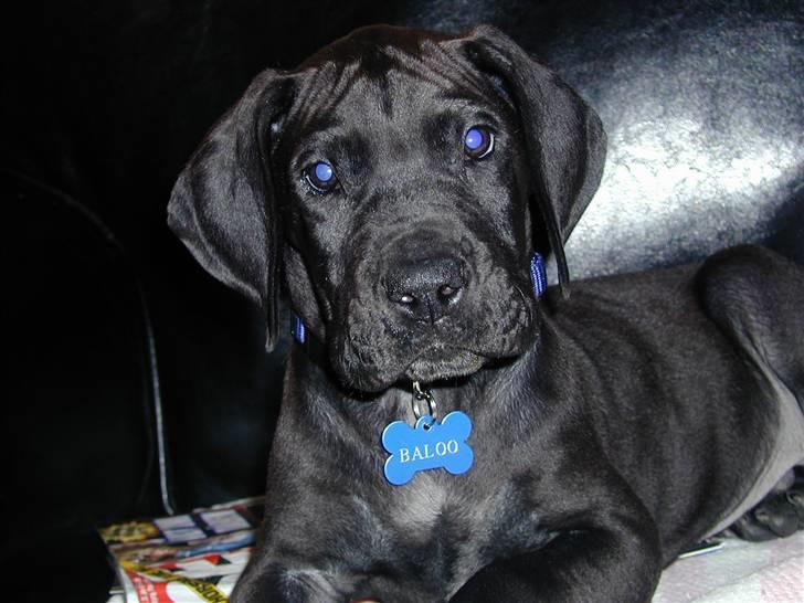 Grand danois Baloo - her er jeg ca. 3 mdr billede 3