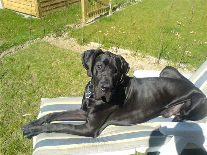 Grand danois Baloo - Uhhmmm... nyder solen i mors liggestol billede 4