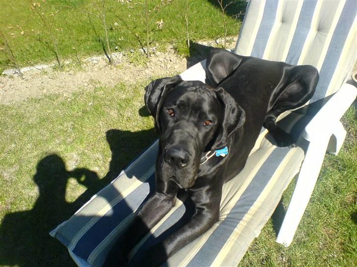 Grand danois Baloo - Lad mig nu ligge i fred far billede 5