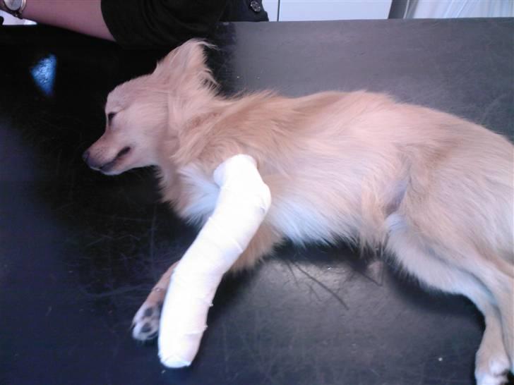 Pomeranian Gizmo *RIP :'( billede 19