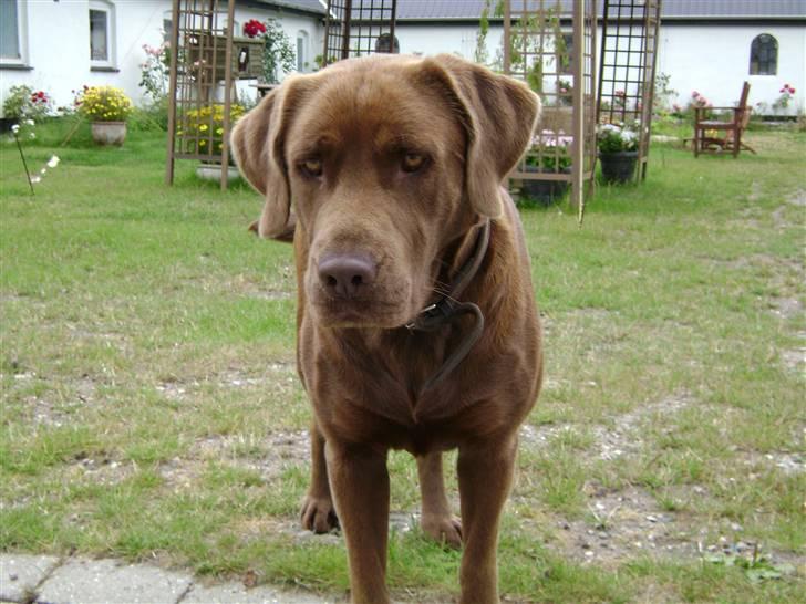 Blanding af racer Nala billede 1